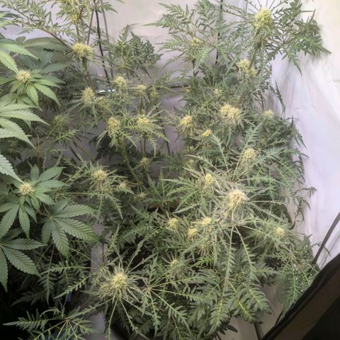 Frosty's Purple Freak  growlog timeline photo