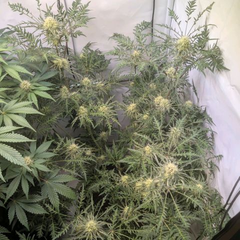 Frosty's Purple Freak  growlog timeline photo