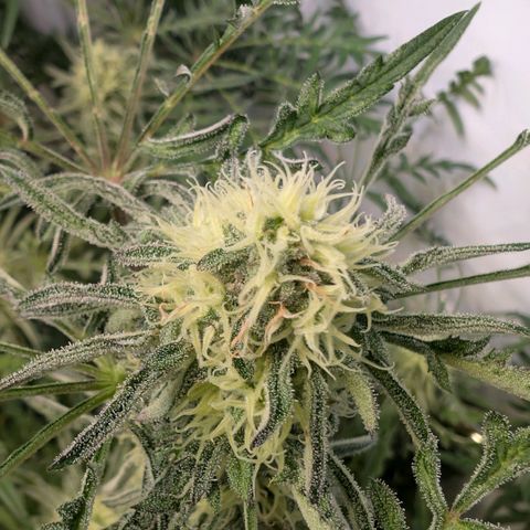 Frosty's Purple Freak  growlog timeline photo