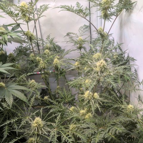 Frosty's Purple Freak  growlog timeline photo