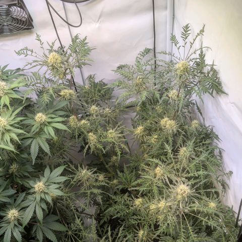Frosty's Purple Freak  growlog timeline photo