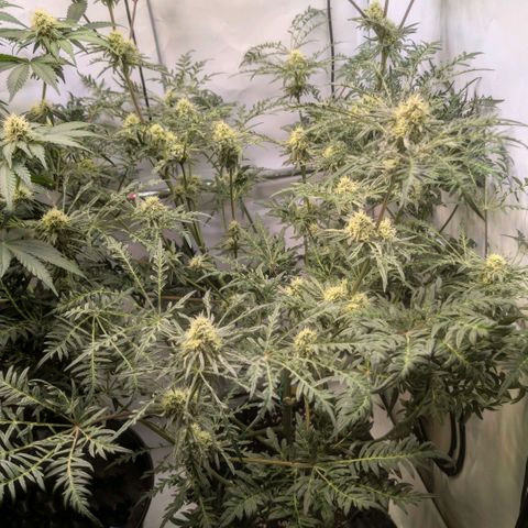 Frosty's Purple Freak  growlog timeline photo