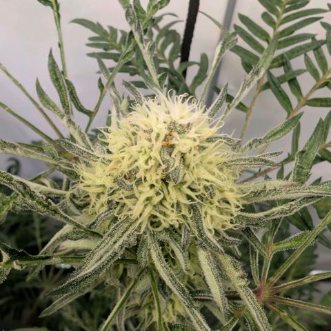 Frosty's Purple Freak  growlog timeline photo