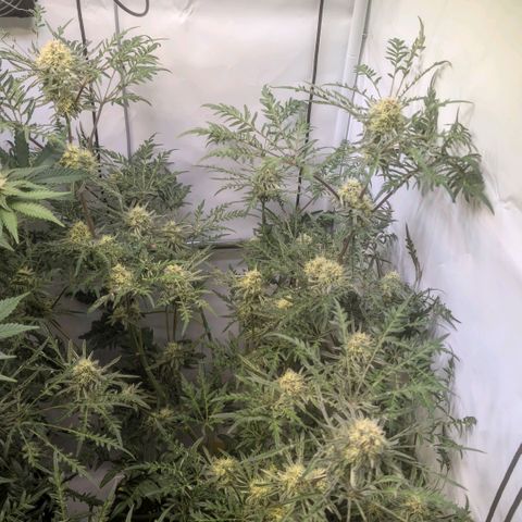 Frosty's Purple Freak  growlog timeline photo