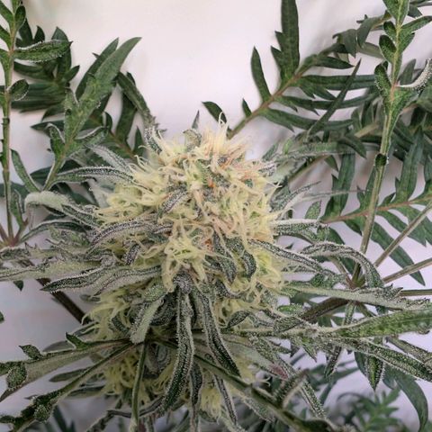 Frosty's Purple Freak  growlog timeline photo