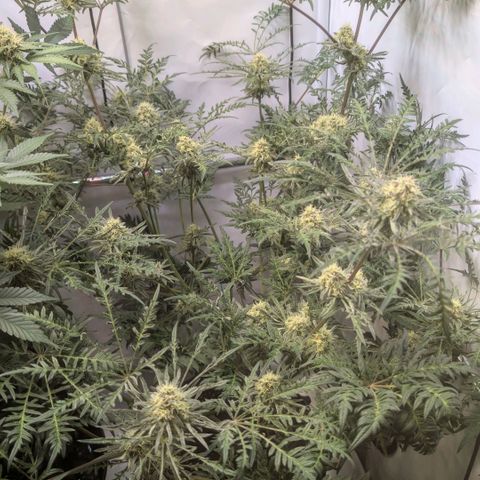 Frosty's Purple Freak  growlog timeline photo