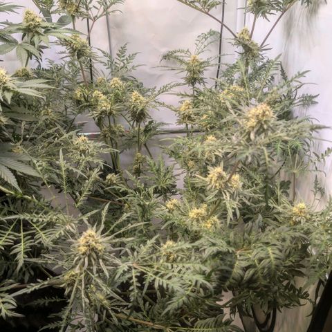 Frosty's Purple Freak  growlog timeline photo