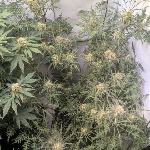 Frosty's Purple Freak  growlog timeline photo