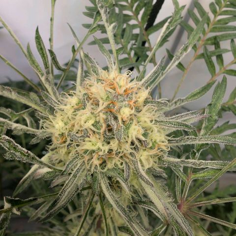 Frosty's Purple Freak  growlog timeline photo