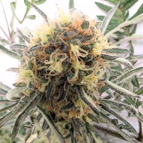 Frosty's Purple Freak  growlog timeline photo