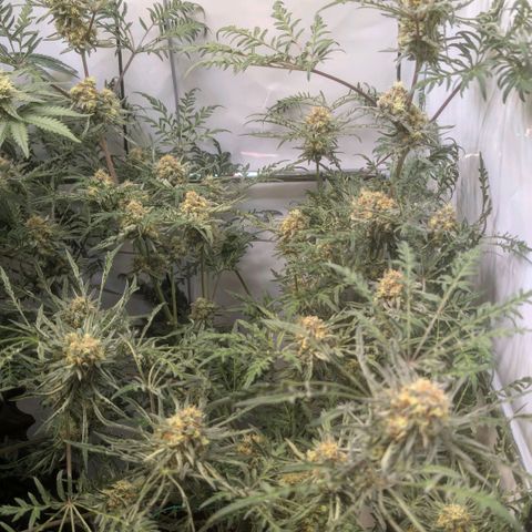 Frosty's Purple Freak  growlog timeline photo