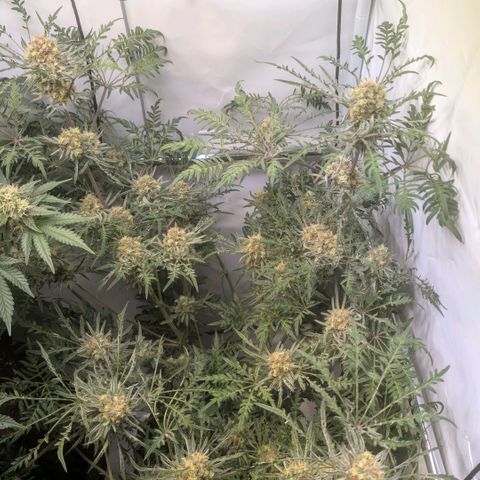 Frosty's Purple Freak  growlog timeline photo