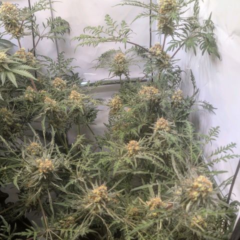 Frosty's Purple Freak  growlog timeline photo