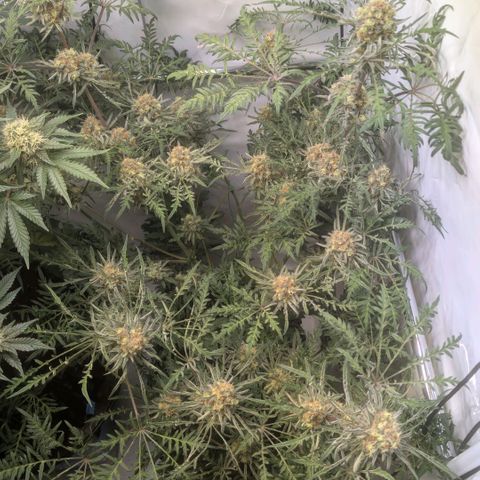 Frosty's Purple Freak  growlog timeline photo