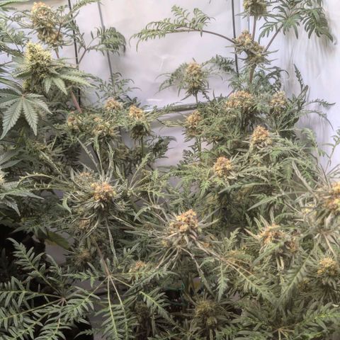 Frosty's Purple Freak  growlog timeline photo