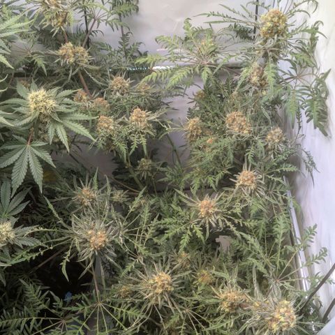 Frosty's Purple Freak  growlog timeline photo