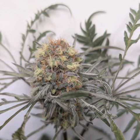 Frosty's Purple Freak  growlog timeline photo