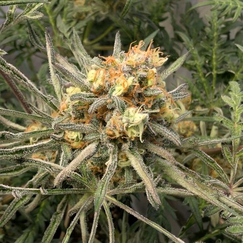 Frosty's Purple Freak  growlog timeline photo