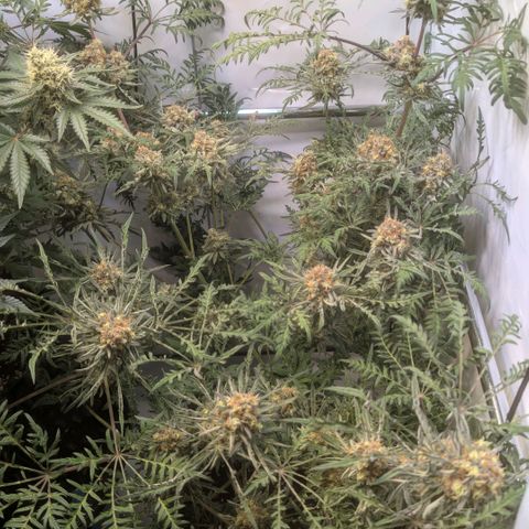 Frosty's Purple Freak  growlog timeline photo