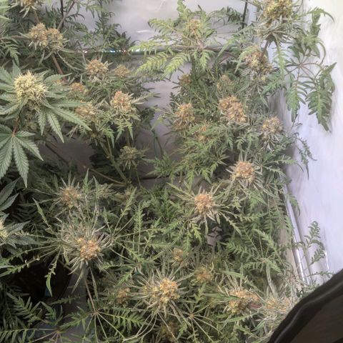 Frosty's Purple Freak  growlog timeline photo