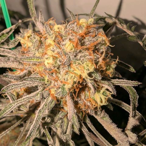 Frosty's Purple Freak  growlog timeline photo
