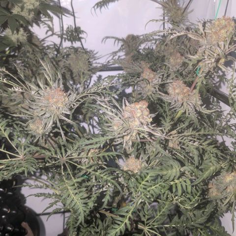 Frosty's Purple Freak  growlog timeline photo
