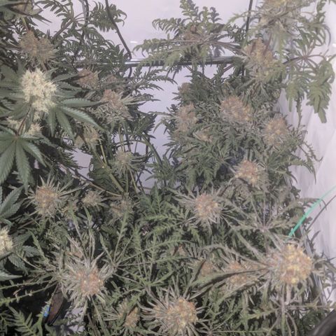 Frosty's Purple Freak  growlog timeline photo