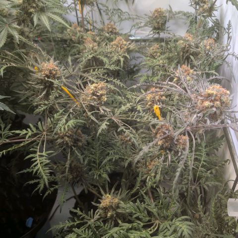 Frosty's Purple Freak  growlog timeline photo