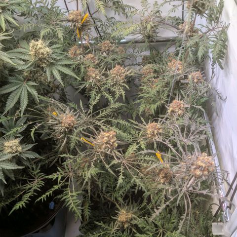 Frosty's Purple Freak  growlog timeline photo