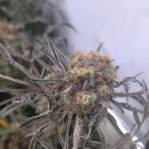Frosty's Purple Freak  growlog timeline photo