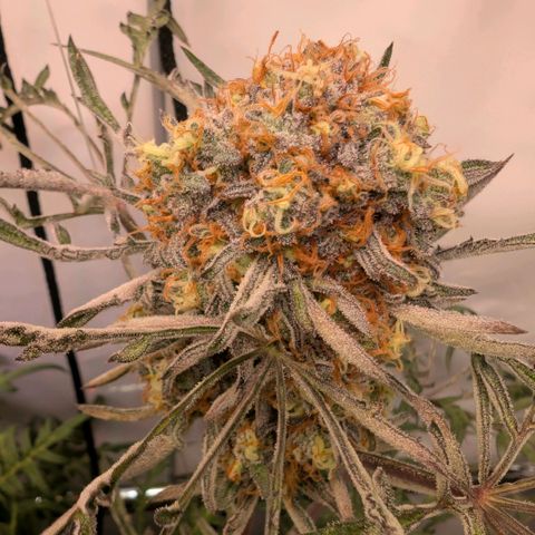 Frosty's Purple Freak  growlog timeline photo