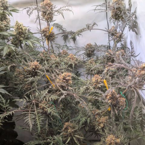 Frosty's Purple Freak  growlog timeline photo