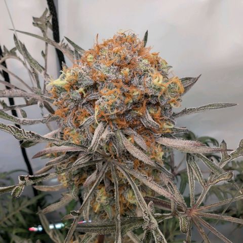 Frosty's Purple Freak  growlog timeline photo