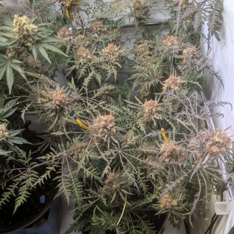 Frosty's Purple Freak  growlog timeline photo