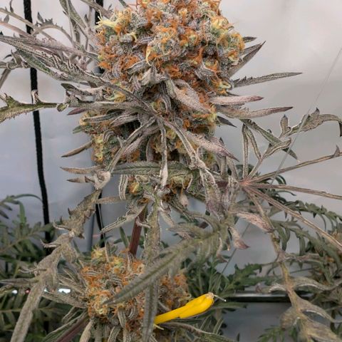 Frosty's Purple Freak  growlog timeline photo