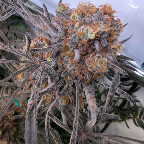 Frosty's Purple Freak  growlog timeline photo