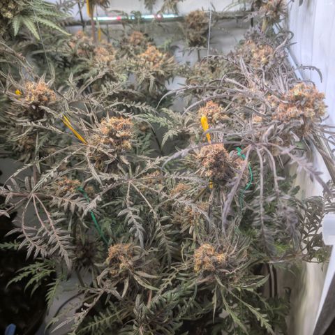 Frosty's Purple Freak  growlog timeline photo