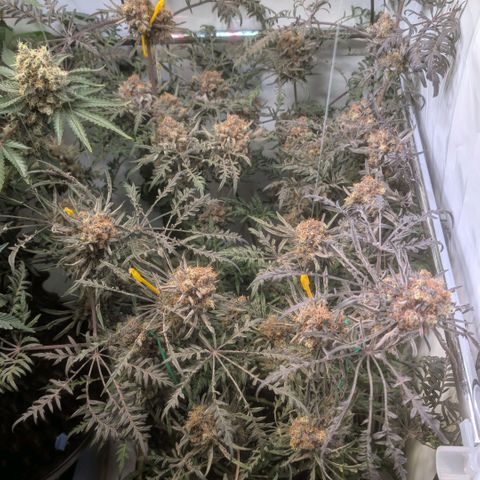 Frosty's Purple Freak  growlog timeline photo
