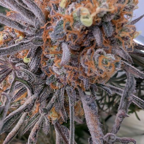 Frosty's Purple Freak  growlog timeline photo