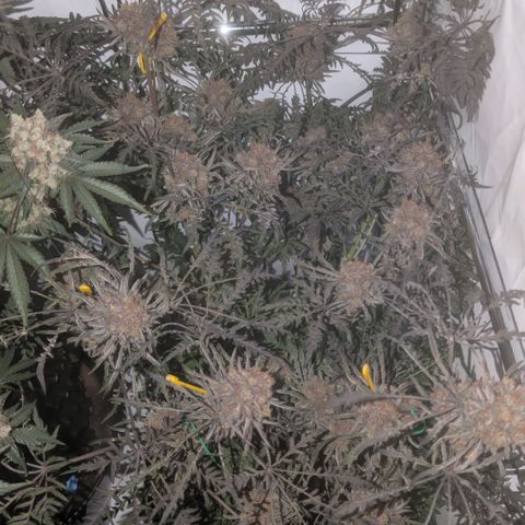 Frosty's Purple Freak  growlog timeline photo