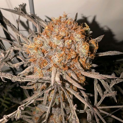 Frosty's Purple Freak  growlog timeline photo