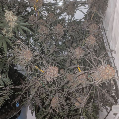 Frosty's Purple Freak  growlog timeline photo
