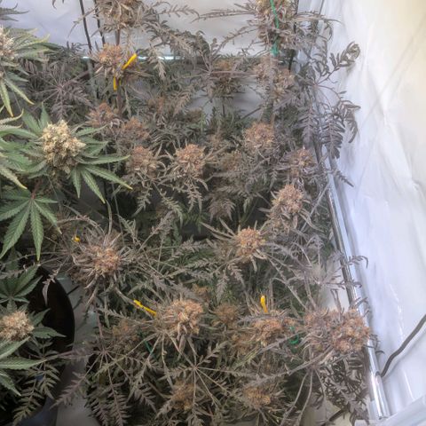 Frosty's Purple Freak  growlog timeline photo