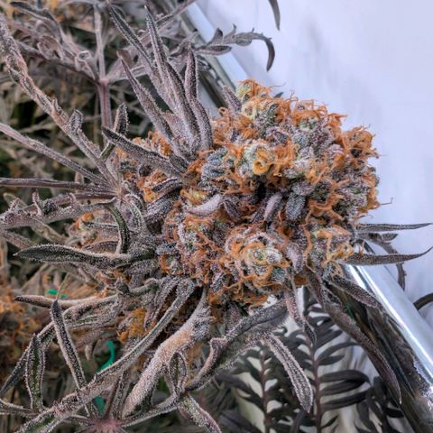 Frosty's Purple Freak  growlog timeline photo