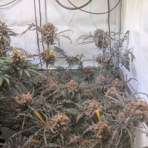 Frosty's Purple Freak  growlog timeline photo