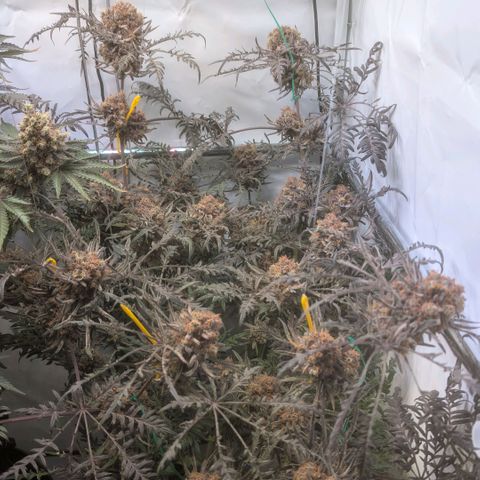 Frosty's Purple Freak  growlog timeline photo