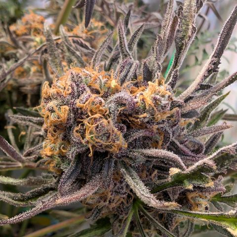 Frosty's Purple Freak  growlog timeline photo
