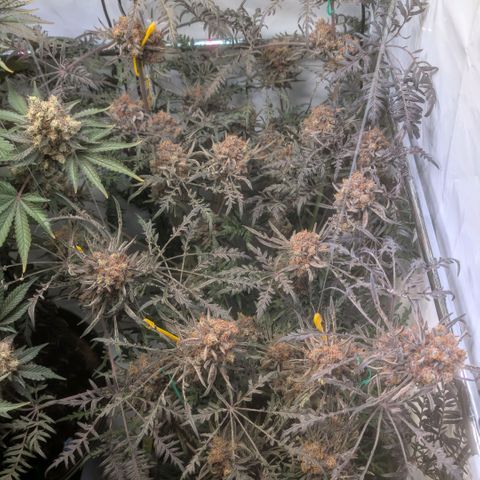 Frosty's Purple Freak  growlog timeline photo