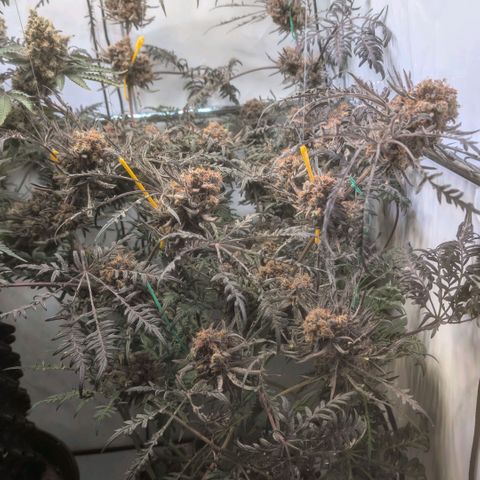 Frosty's Purple Freak  growlog timeline photo