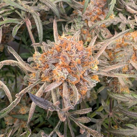 Frosty's Purple Freak  growlog timeline photo